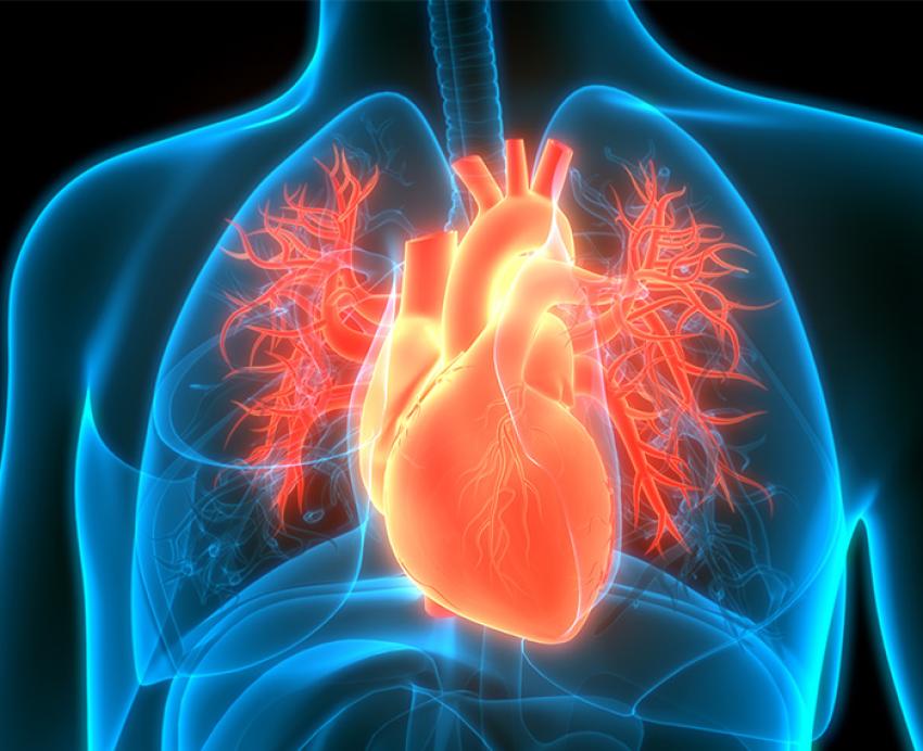 a blue and red illustration of the heart and surrounding circulatory system