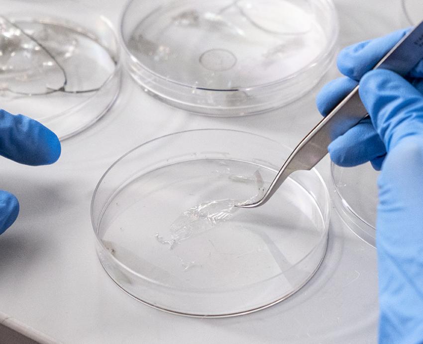 gloved hands working with Petri dishes
