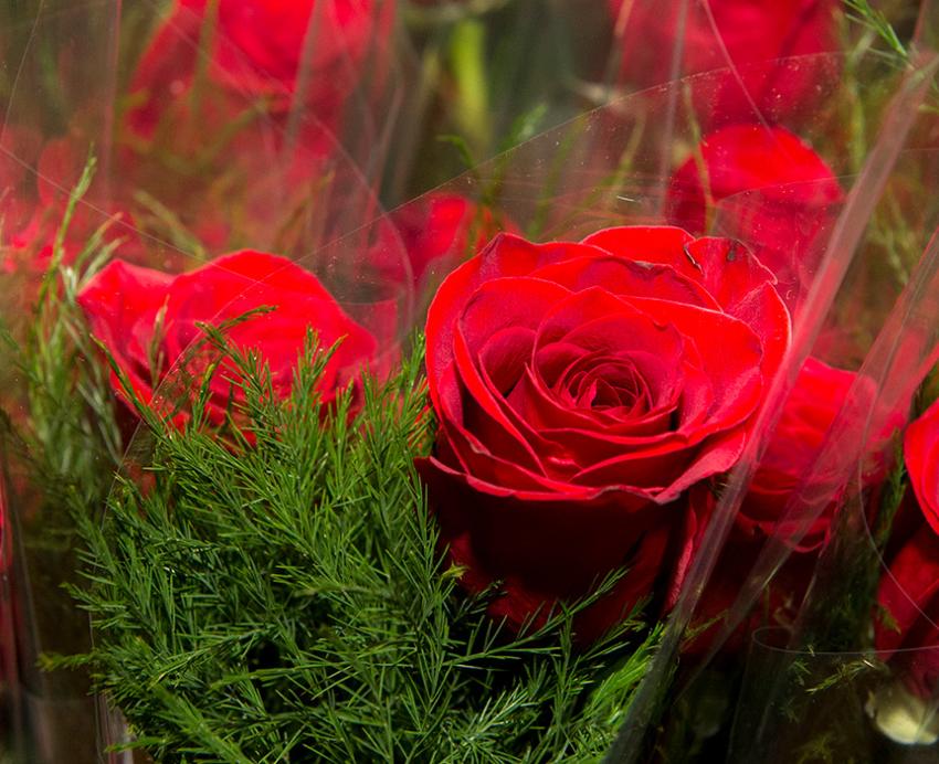 red roses individually wrapped in plastic