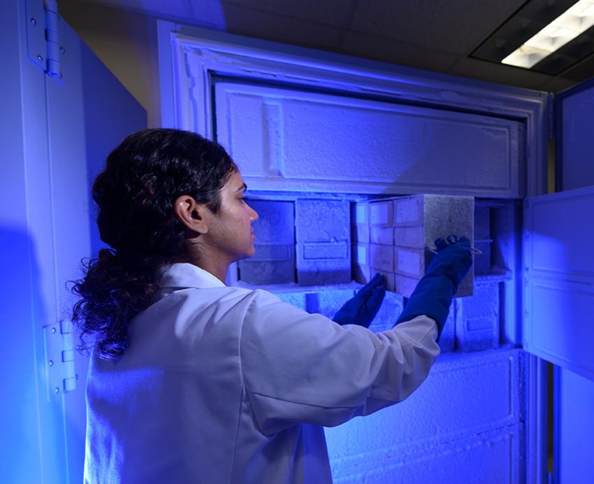 A person in a white coat puts samples in a freezer