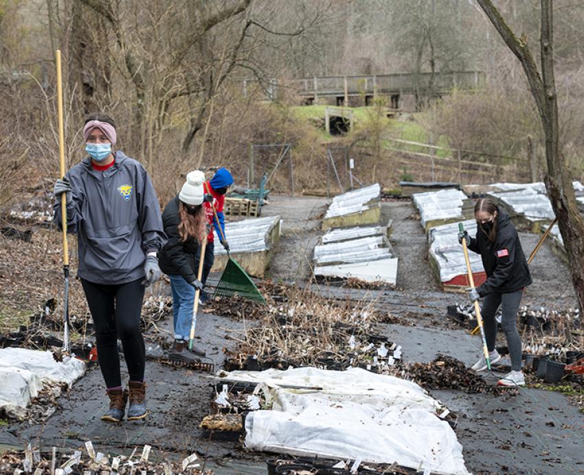People rake debris off the ground in a wooded area