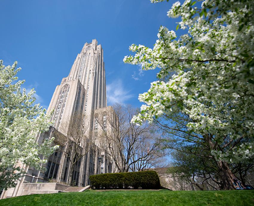 Trees blossom around the Cathedral of Learning