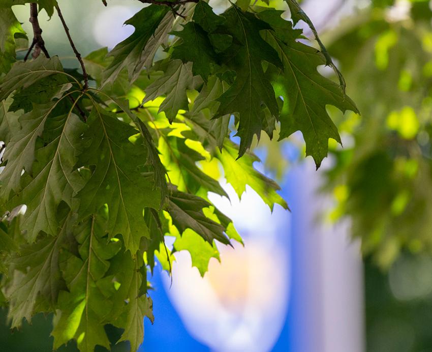 Leaves on a tree branch