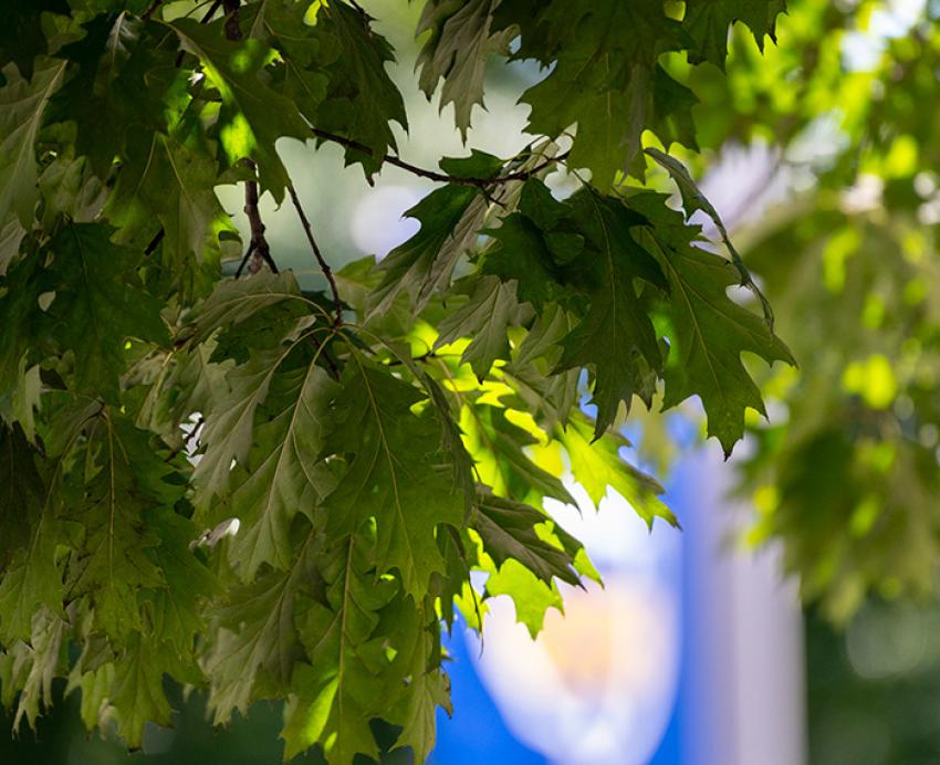 Leaves on a tree branch