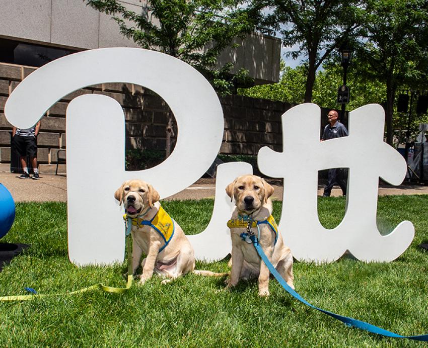 Two golden retrievers in front of a Pitt script cutout