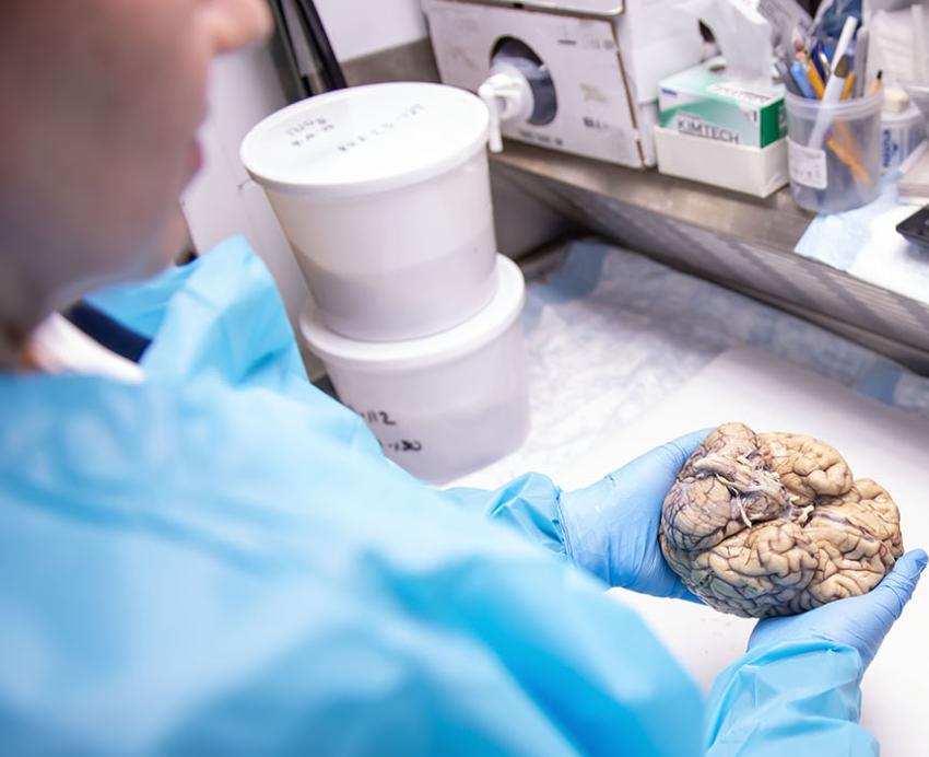 A person in blue protective wear holds a brain