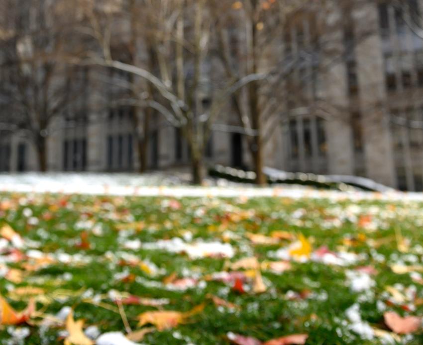 Fallen leaves in melting snow on the Cathedral lawn