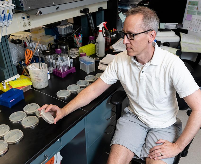 Kaplan looks at petri dishes in a lab