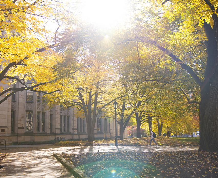 Trees with yellow leaves on Pitt's campus