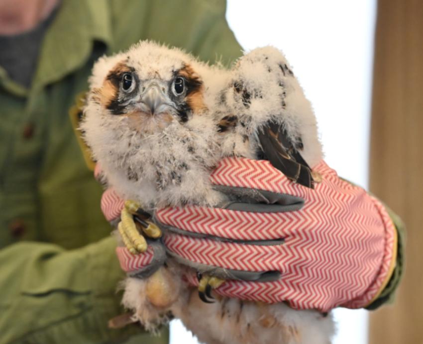 A person wearing gloves holds a football-sized falcon chick