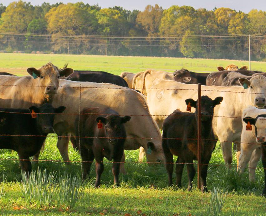A herd of cattle stand in a field behind a wire fence