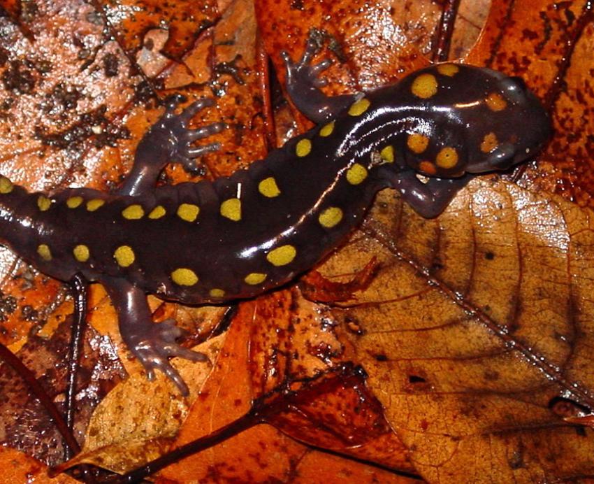 A spotted salamander on orange leaves