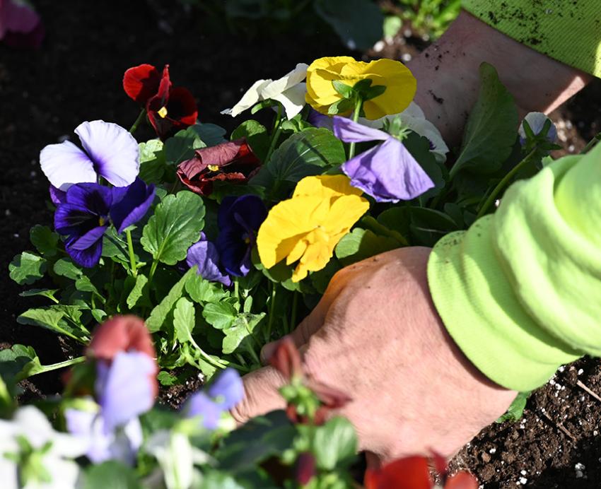 Two hands place multicolored flowers into soil.