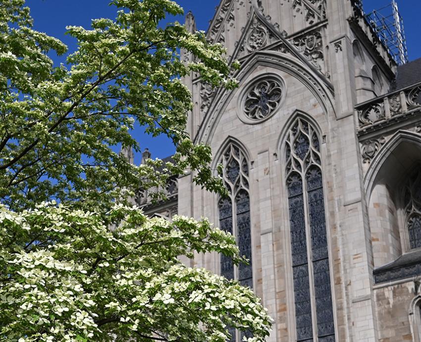 A blossoming tree in front of Heinz Memorial Chapel.