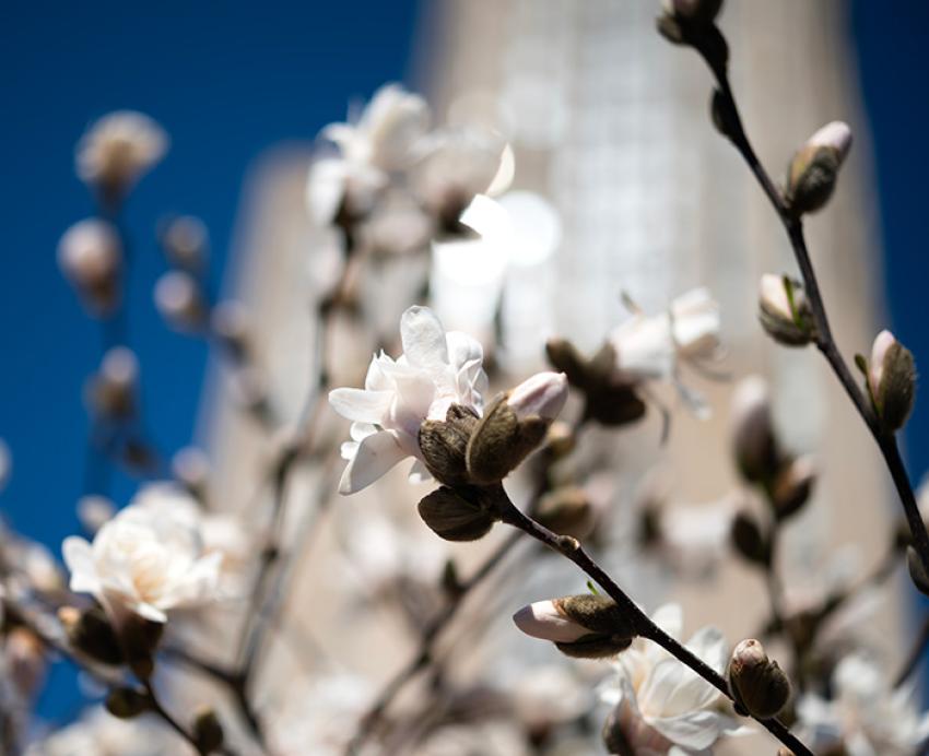 Flowers blooming in front of the blurred Cathedral of Learning