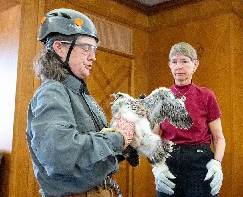 An ornithologist handles a falcon chick as a gloved helper watches.