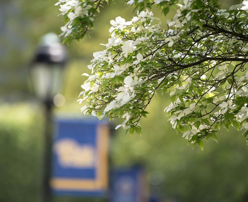 Flowers bloom on a tree near the Pitt campus, as a blurred Pitt sign trimmed in blue and yellow hangs in the background