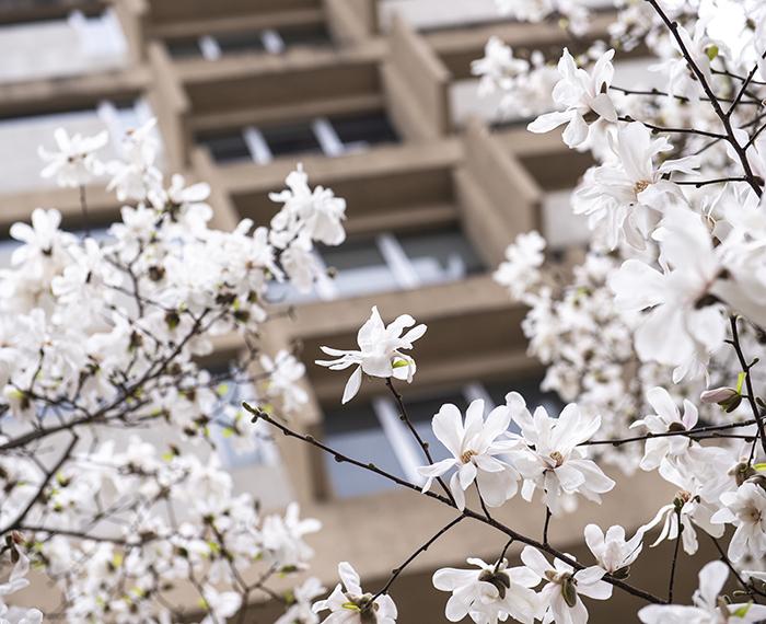 White flower buds in front of Information Sciences Building