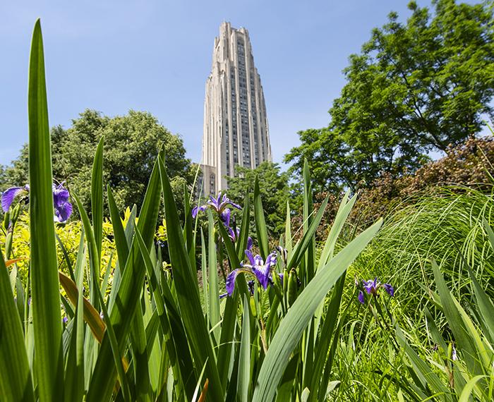 Greenery and trees in front of the Cathedral of Learning