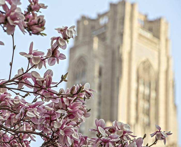 Pink buds on tree with Cathedral of Learning in background