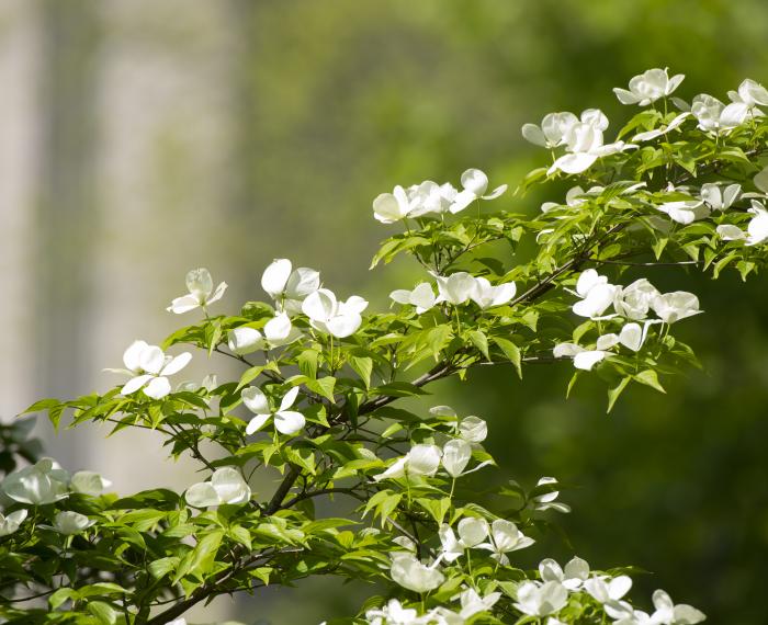 flowers on campus