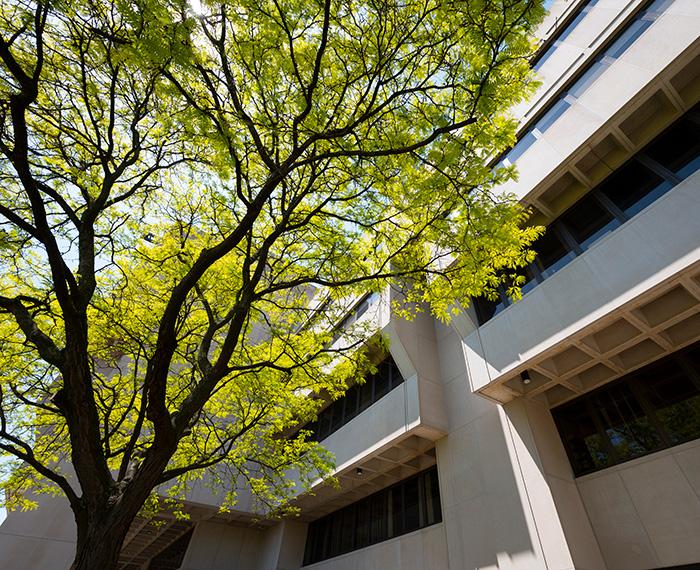 The leaves are vibrant and green on a tree in front of Pitt's School of Education.