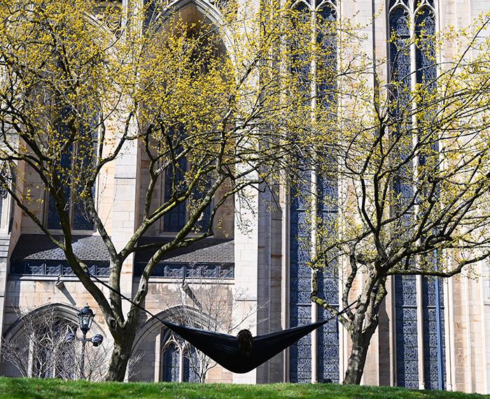 A hammock on blooming trees