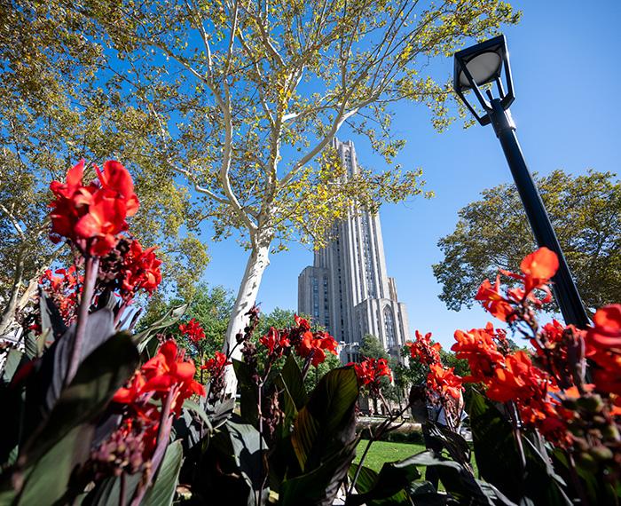 A bed of red flowers in front of the Cathedral of Learning