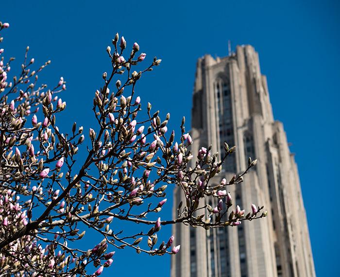 Magnolia blooms in front of the Cathedral of Learning