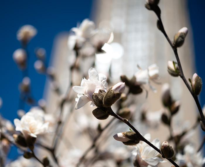 Flowers blooming in front of the blurred Cathedral of Learning