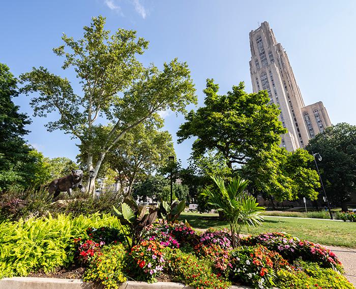 Summer foliage in front of the Cathedral of Learning