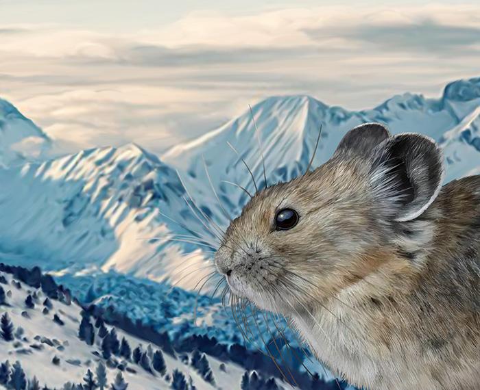 Pika with a mountain in the background
