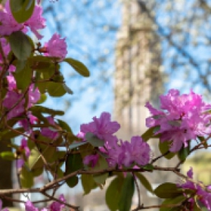 Pink flowers with the Cathedral of Learning in the background