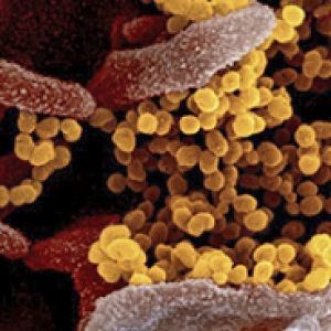 A depiction of a coronavirus