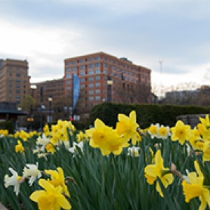 Buildings behind a row of yellow flowers