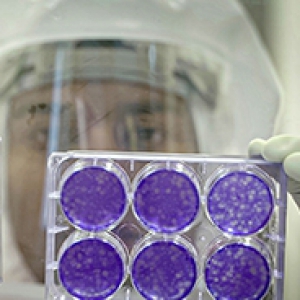 A person in a face shield looks at purple lab samples