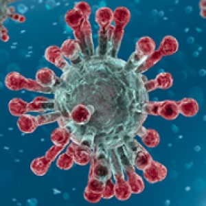 an image of the coronavirus