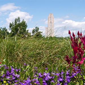 A field of flowers with the Cathedral of Learning in the background